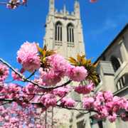 From tulips to cherry blossoms, spring is in full bloom at CWRU 🌸 🐝🌱 Congratulations to Lindsey Wang, the winner of the 2026 CWRU in Bloom photo contest! 📸