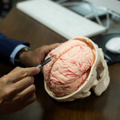 Researcher showing a sample brain inside a skull