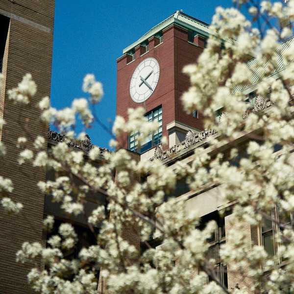 A clock tower in the background with white flowers in the foreground on campus.
