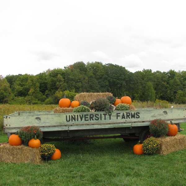 A long wagon with the words “University Farms” on it, holding hay, pumpkins and mums, at the CWRU Farm.