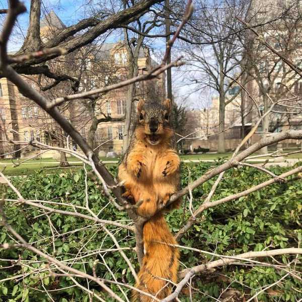 A squirrel sits with its mouth open and paws forward in a cluster of branches in front of Adelbert Hall on Case Quad.