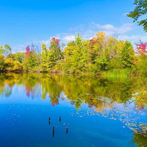 Blue skies and multicolored trees reflecting in a pond at the CWRU Farm.