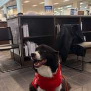 Last week, CWRU students spent time de-stressing with therapy dogs at @kelvinsmithlibrary 🐶🐾 How are you relaxing this holiday break?