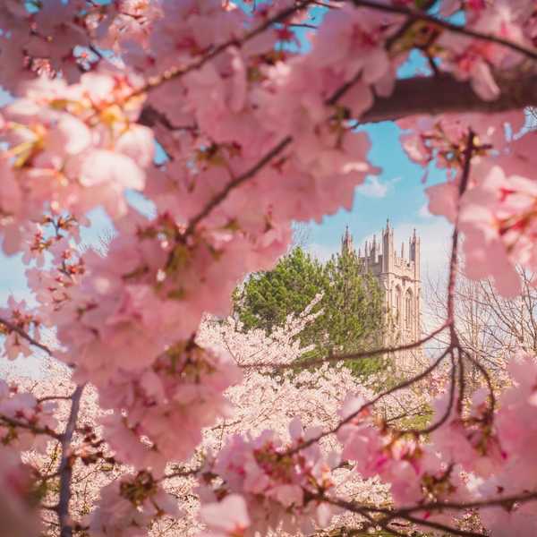 Pink cherry blossoms fill the foreground, framing the Amasa Stone Chapel in the background.