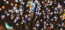 Image of fairy lights in a tree
