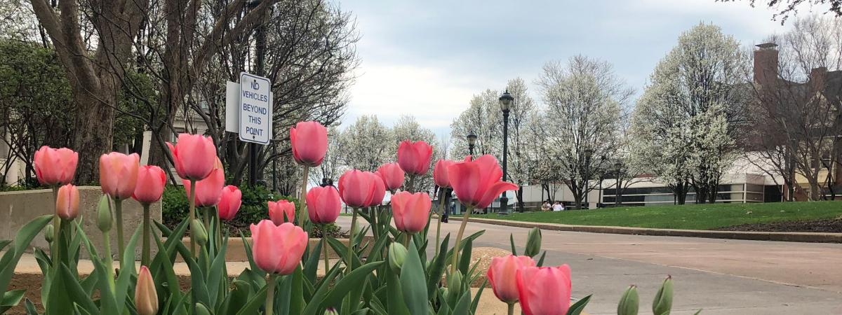 Pink tulips outside of KSL