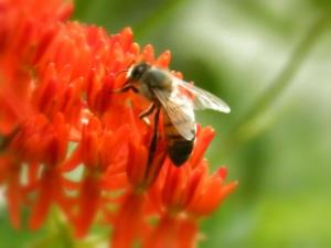 image of a bee on a flower