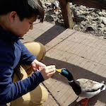 image of man feeding duck