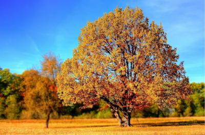 image of a tree in autmn