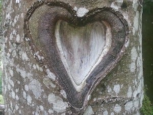 image of a heart shape in a tree
