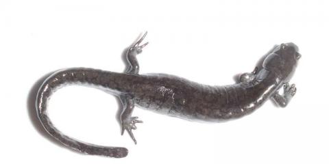 salamander on white background