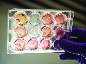 A culture plate (clear rectangle with circular depressions) with pinkish/orangish cultures.