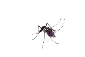 A spotty mosquito on a white background