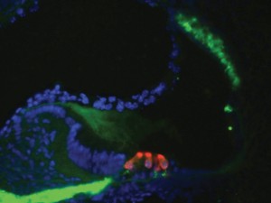 Fluorescent image of the inner ear