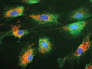 Image of blue nuclei surrounded by greens and oranges (proteins and mitochondria)