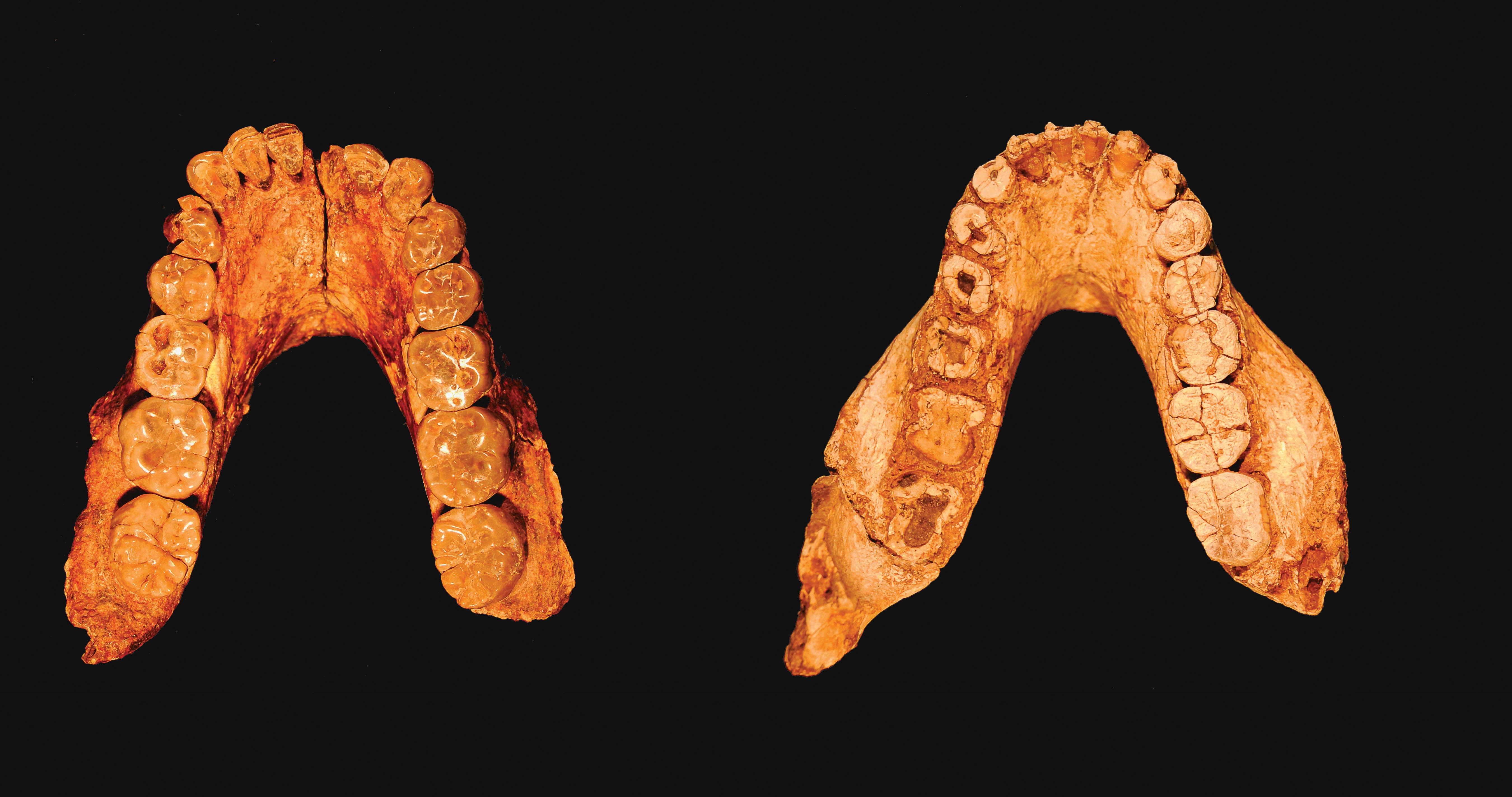 An image of two different fossil’s teeth