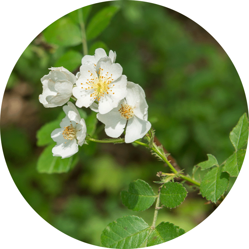 Photo of a a Multiflora Rose