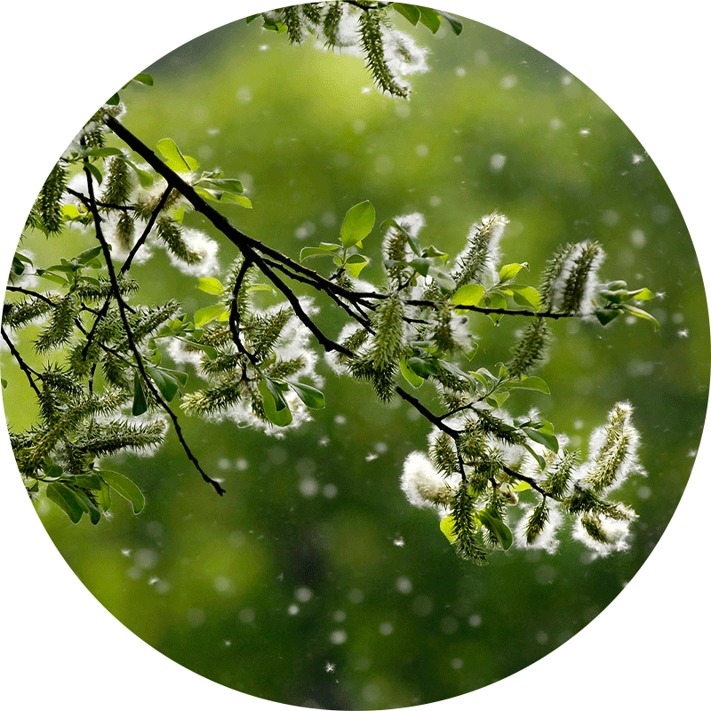 Photo of leaves and pollen