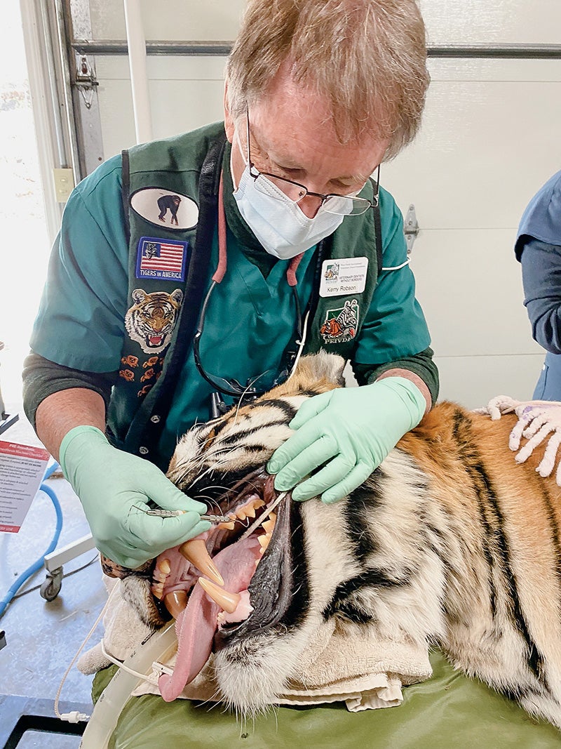 Retired dentist, Kerry Robson, examining the mouth and teeth of a sleeping Bengal tiger before performing root canals on the tiger.