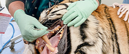 Retired dentist, Kerry Robson, examining the mouth and teeth of a sleeping Bengal tiger before performing root canals on the tiger.