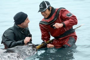 Martin Nweeia and Inuit hunter Adrian Arnauyumayuq in the water with a narwhal at Admiralty Inlet in Nunavut, Canada.