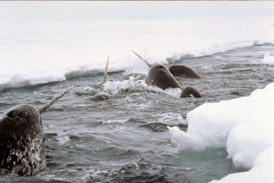 Narwhal swimming through an opening in the ice in Pond Inlet in Nunavut.