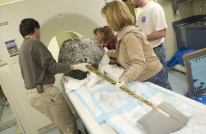 Placing a narwhal head in a CT scanner at the Woods Hole Oceanographic Institution in Massachusetts.