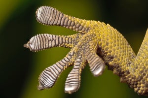 Close up of gecko foot