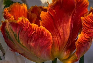 Photograph of a red flower