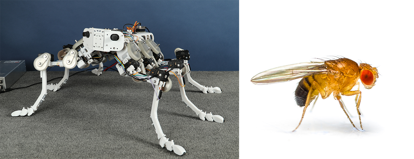 Image of a four-legged robot and a fruit fly