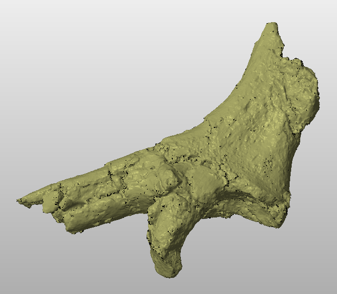 3D Fossil Model