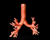 A prototype of the Tracheo-Bronchial models