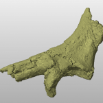 3D Fossil Model