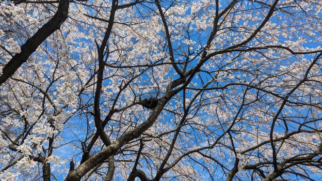 A tree in spring
