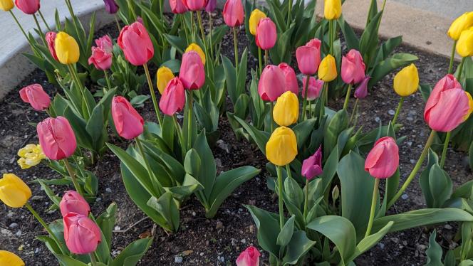 Pink and yellow tulips