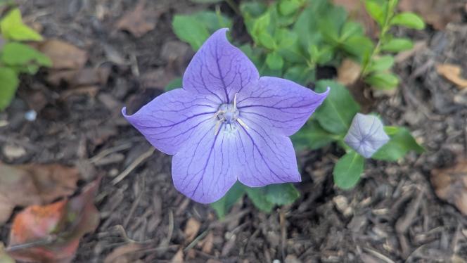 Purple flower