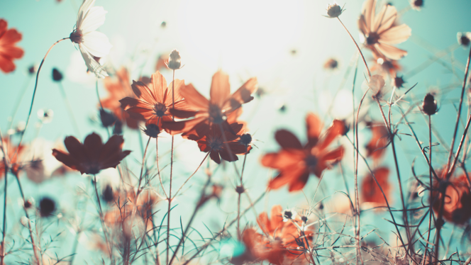 Red flowers