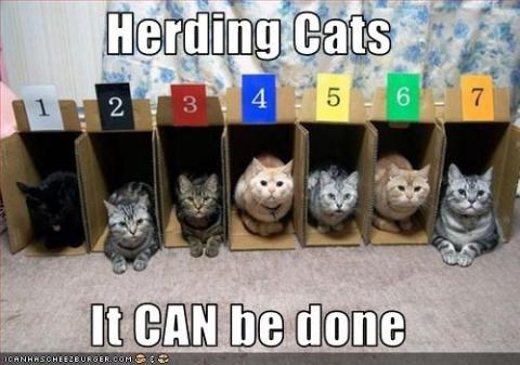 Cats in numbered boxes