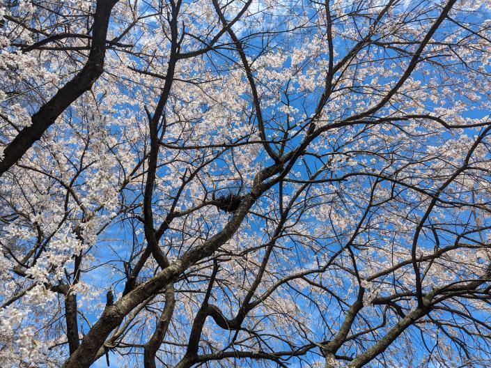 A tree in spring