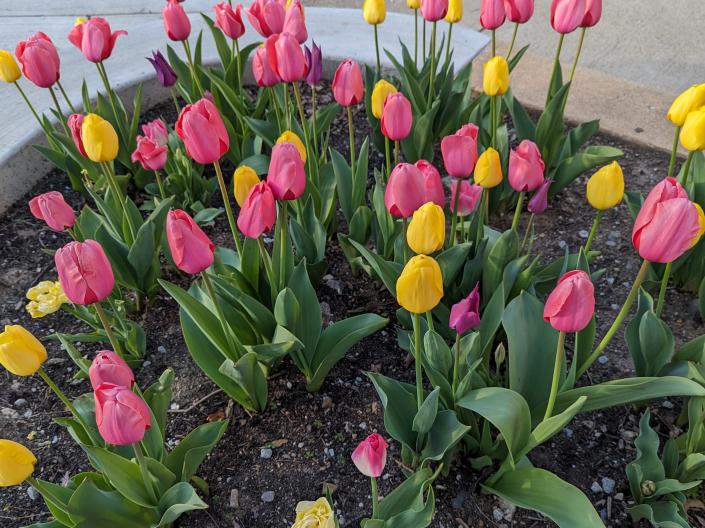 Pink and yellow tulips