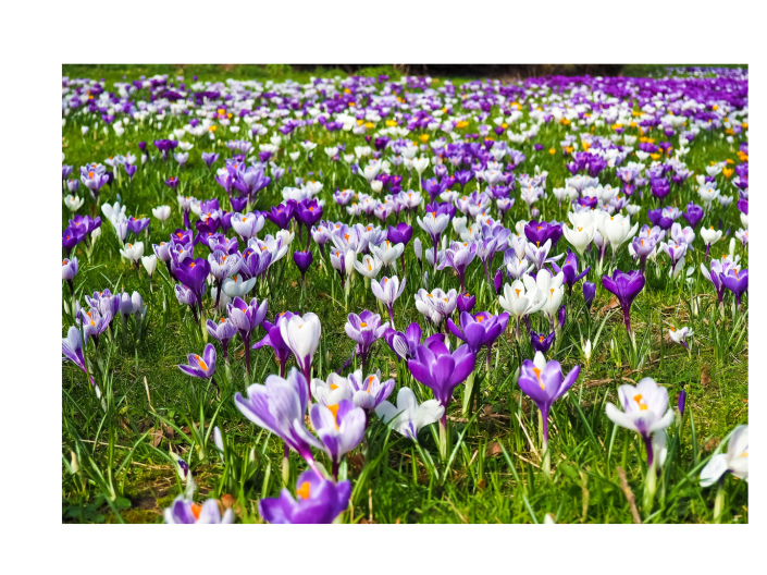 Field of purple and white crocuses